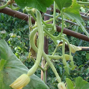 I Girasoli Ventimiglia